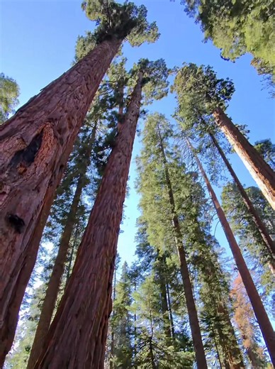 Today at Calaveras Big Trees State Park. Walking through the inside of a Giant Sequoia tree. | Doug Reagin