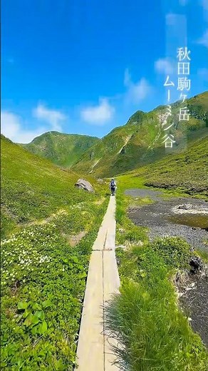 秋田駒ヶ岳 ムーミン谷のチングルマンが咲き誇ってました★チングルマ 綿毛も見ることが出来ました秋田駒ヶ岳の高山植物の花々はじめて見ました～最高の景色でしたい#秋田駒ヶ岳#秋田駒ヶ岳ムーミン谷