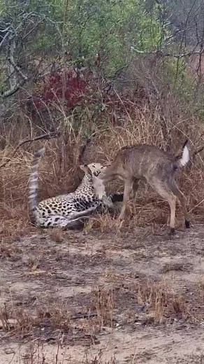 Cheetah vs Deer: A Wild Encounter in Nature