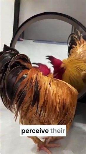 Why Chickens Attack Mirrors (The Truth Will Shock You😱)