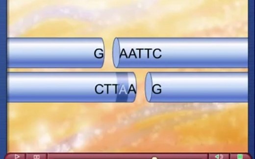 【中英】限制性核酸内切酶简介 restriction endonuclease-细胞生物学动画