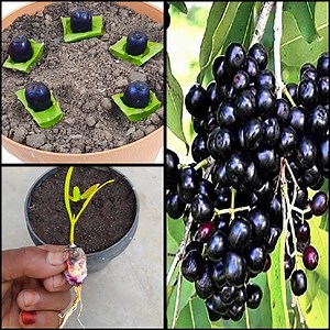 19K views · 197 reactions | New Techniques To Grow Java Tree Growing Fast and Successfully Using Java Fruit | Dian Creative | Facebook