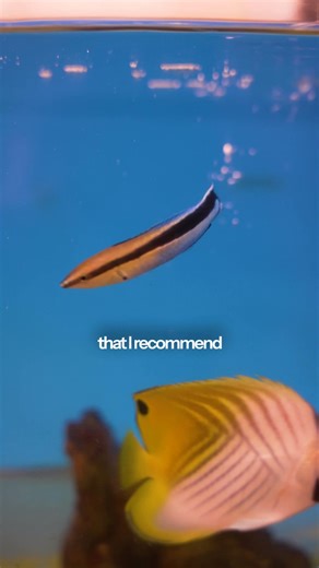 Some fish clean others for a living! 🩺🐠 Meet the Blue Streak Cleaner Wrasse — nature’s little nurse of the reef. These fascinating fish eat parasites and dead skin off other fish, keeping your aquarium community healthy and balanced. 🌊✨ They’re best suited for large, peaceful tanks with plenty of fish, since that mimics their natural environment and helps them thrive. Not for beginners—but a rewarding addition for experienced reef keepers! Find your next saltwater showpiece at 👉 aquariumarts