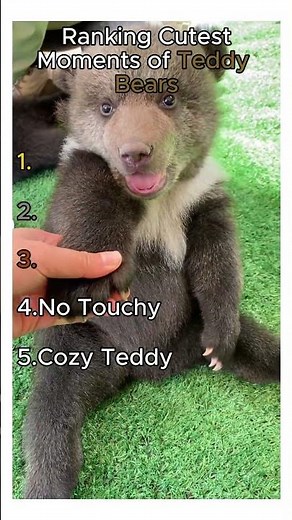 Ranking Cutest Moments of Teddy Bears