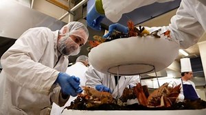 Bac-Pro-Poissonnier-Ecailler-Traiteur?lang=es