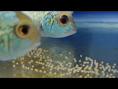 How to tell Electric blue acara gender. Blue acara cichlids spawning and breeding behavior