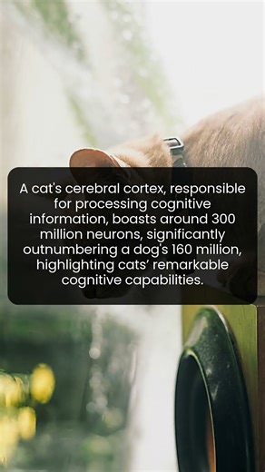 Unveiling the Feline Brain: Cats’ Cognitive Superiority Explained
