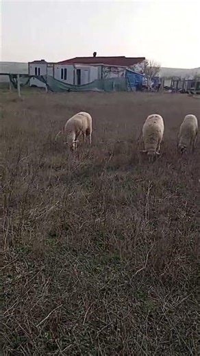 Sheep breeding sheep farming lambs farming