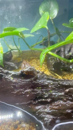 Fire-belly toad #paludarium#phoenixkeenan#amphibians#aquaticpets#toads#animals#terrarium#fypシ#frogs