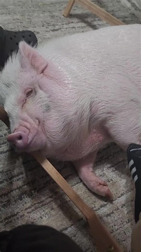 Miss. Piggy Moments on TikTok