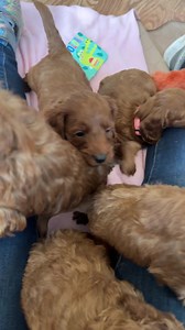 Claire’s Space family ♥️ I keep forgetting to say that they are F1b Cavapoos Their individual videos suggest a size for each. | Puppy Perfectionist
