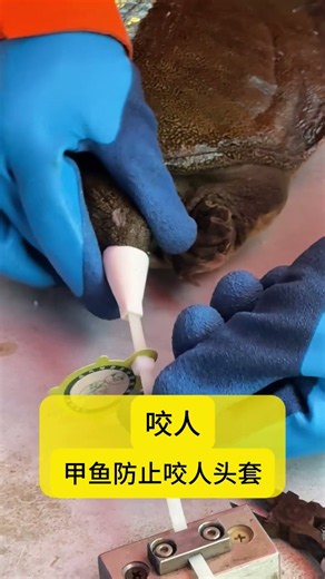 Solve your fear of handling softshell turtles with this anti-bite muzzle #animals #turtlewatching