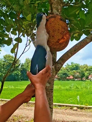 Discover Why His Neck Stands Out