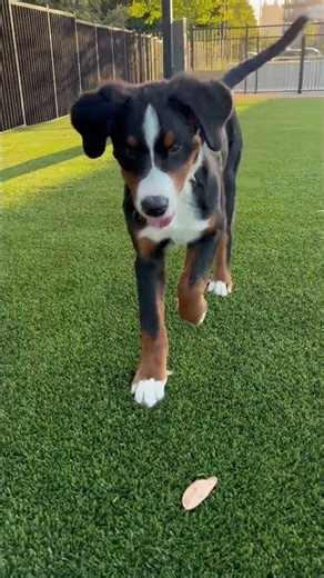 Early Elbow Dysplasia? #bernesemountaindogs #funny #travelpetsitter #pets #bouvier #cute