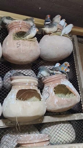 👉 Zebra Finch Egg to Baby 🐣 | Full Orange & Half Orange Exhibition | Mega Breeding Setup 🐦#shorts