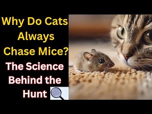 Why Do Cats Always Chase Mice? The Science Behind the Hunt