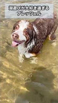 湖を愛する大型犬#オーストラリアンシェパード#かわいい犬 #癒し#大型犬