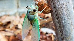 Green cicadas that sound like "electric saw" are back in town