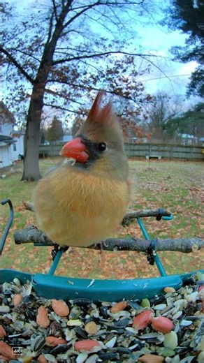 Northern Cardinal #nature #wildlife #birds #animals #urbanwildlife #cardinals