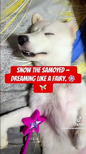 Why Samoyeds Are The Most Magical Dogs