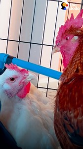 18M views · 434K reactions | Rooster runs to see his girlfriend every morning — and makes sure she gets to eat and drink before he does  | The Dodo | Facebook