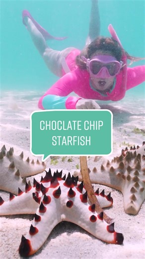 Chocolate Chip Starfish: Guardians of Our Reefs | Diving Adventure