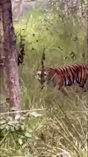 Corbett Vibes -Jungle calling