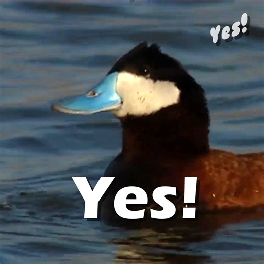 6.3K views · 32 reactions | 閭 Should you purchase a Louisiana Duck...