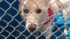 11K views · 63 reactions | TT CHALLENGE: CLEAR THE SHELTERS - ADOPT A...