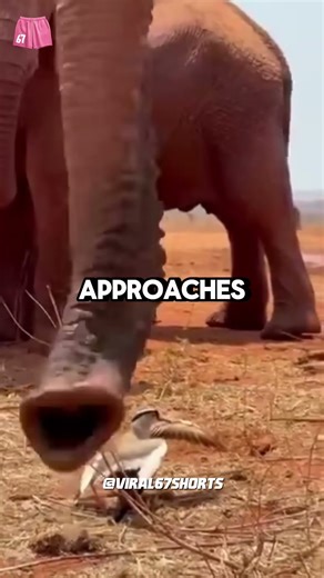 She’s Terrified But Never Back Down!