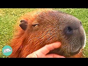 Man Befriends Wild Capybara. She Lets Him Hold Her Babies | Cuddle Buddies