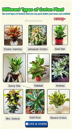 Colorful Unique Varieties That Stand Out from All the Green |Croton types #indoorplant #shortsviral