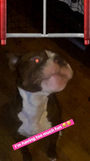 #lol #LOLAnimals #hahahahaha | Michelle Davis