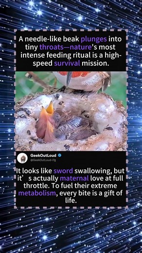 The World’s Most Intense Breakfast! 🐦🗡️ Witness the Hummingbird’s "Sword Swallowing" Feeding!