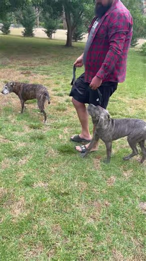 Heeling, auto sit and drop, Demi is three lessons into training and is doing great. | Leadership Dog Training & Obedience