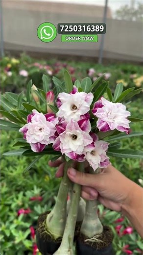 Buy Indonesia Imported Latest Adenium Variety Online 🪴 #adenium #desertrose #flowers #plants