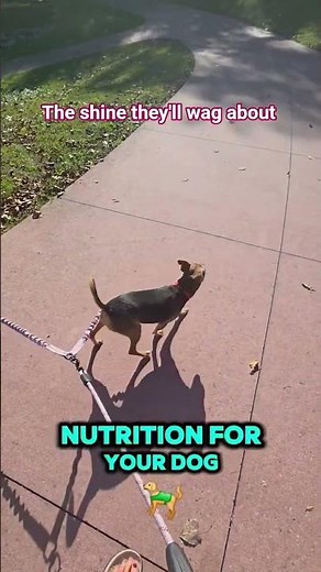 “Pure Omega Goodness — Because Your Dog Deserves the Best”