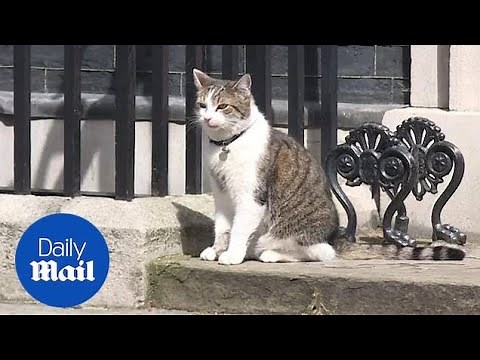 Larry the Cat: Best moments of 10 Downing Street's Chief Mouser