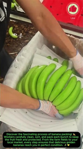 How Bananas Are Packed for Fresh Delivery 🍌📦#satisfying #farming