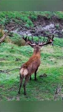 Охота на Огромного Оленя – Невероятный Выстрел из Лука 🦌🏹#Охота #Лук #олень #hunting #challenge