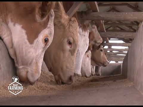 Fleckvieh: Why Most farmers want this cow - Part 1