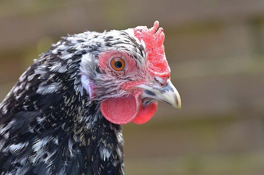Swedish Flower Hen: Complete Breed Profile
