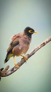 Common myna 🐦 #shorts #facts #viralreelsfb #Amazing | Facts Hub