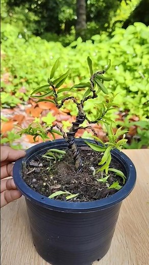 How to Shape a Bonsai Plant with Wire