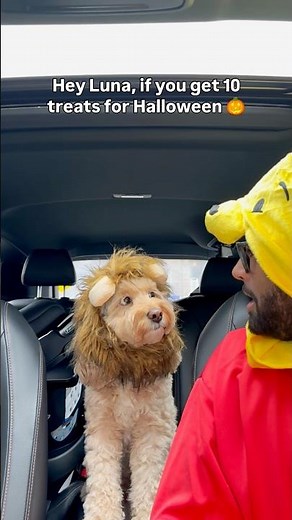 Mini Cockapoo Counts Out Correctly How Many Treats She Gets 😳