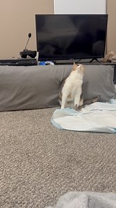 100% attack, 0% damage #wobblycat #cerebellarhypoplasia #raisingawareness #calico #tabby #catvideo #catsoffacebook #suggestedforyou #reelsforyou | Adathecalicocat