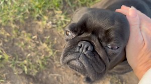12K views · 1.2K reactions | Mrs. Grumpy und ihre Pupsie Show 來. | Happy Pug - Happy Life | Facebook