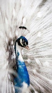 Beautiful Gifs. on Reels