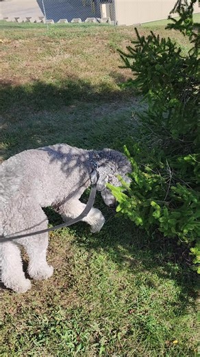 When your poodle has to poop ON things 🤣🤣🤣 #funny #dogsoftiktok #poodlesoftiktok #standardpoodle #dogpack