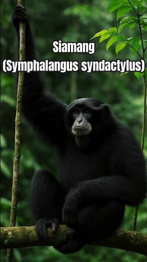 Meet the Siamang: Malaysia's Acrobatic Primate